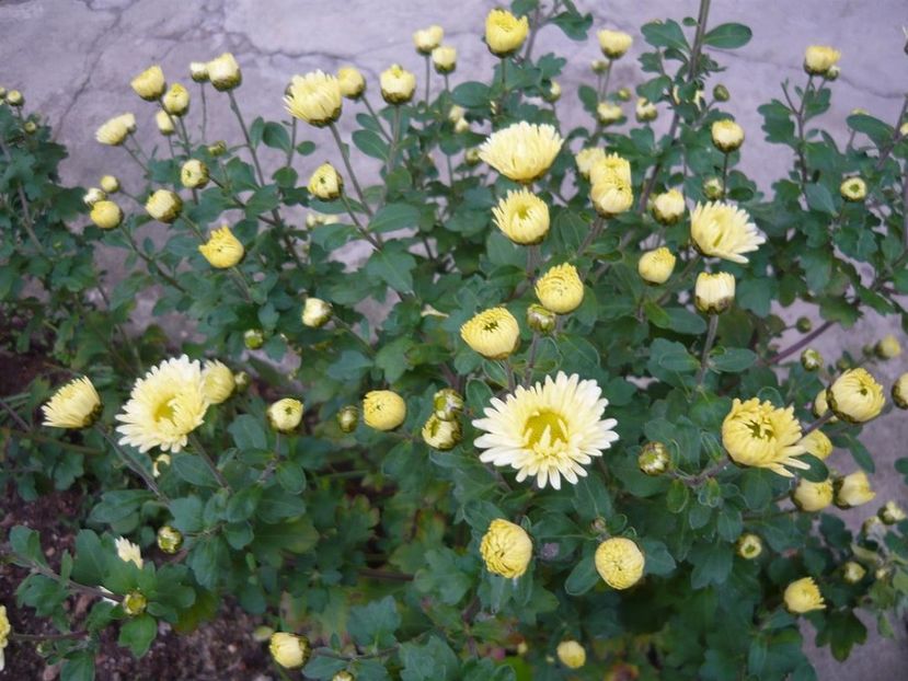  - Crizanteme - flori de dor