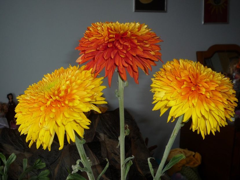  - Crizanteme - flori de dor