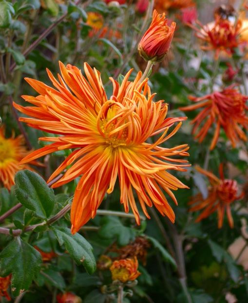  - Crizanteme - flori de dor