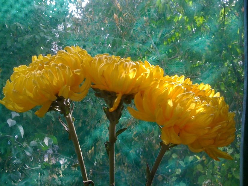  - Crizanteme - flori de dor