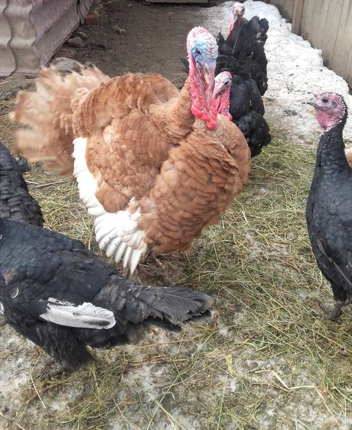 20180310_102542 (2) - Curci