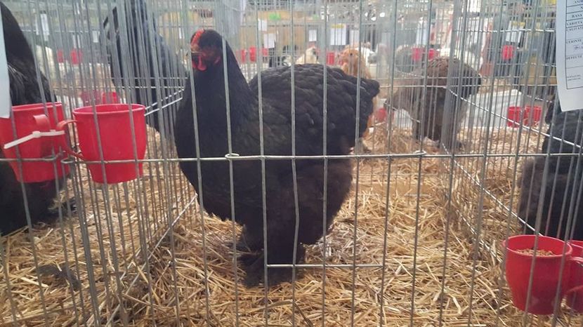  - Nationala Baicoi 2017