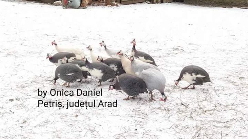 27 februarie - Bibilici colorate