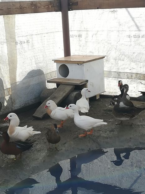  - Rate Mandarine Standard Albe Galbene și Roșii