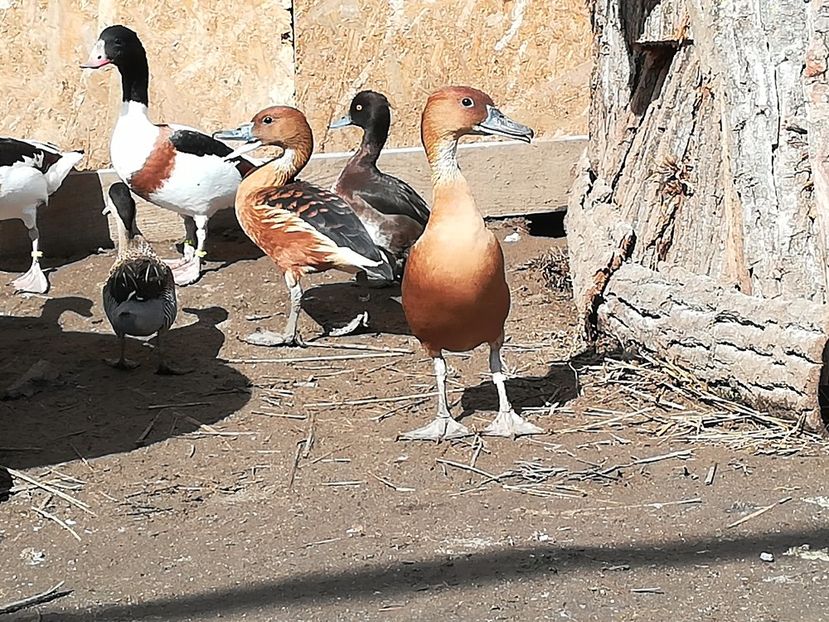 - Gaste Fluieratoare cu Piept Galben