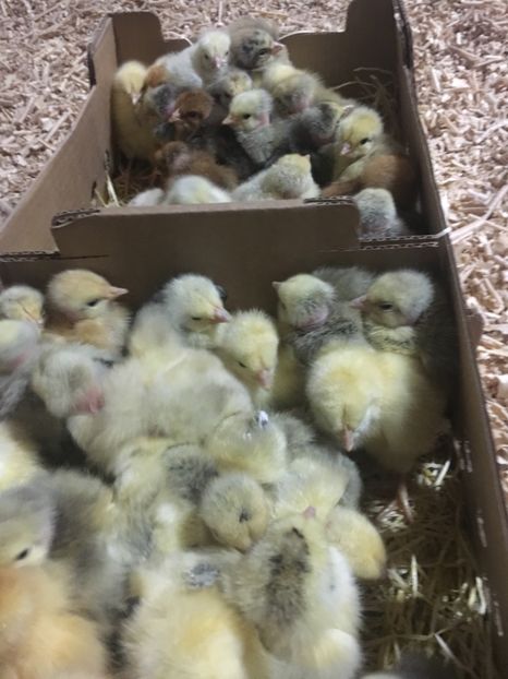 E51A0D77-4B89-47F1-B29E-4F693D83B118 - 2-Pui de gaina Kabir rosu gat golas si porumbac