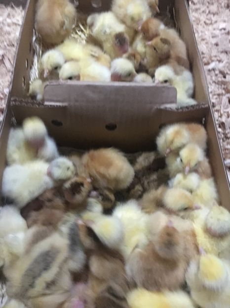 F318D2B9-013F-41FA-A256-864444F1B643 - 2-Pui de gaina Kabir rosu gat golas si porumbac