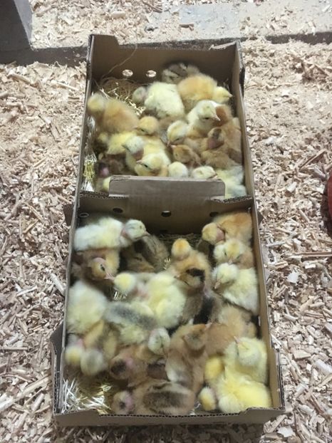 D78DCF38-6FE5-48E1-AC05-00FD2E57BC66 - 2-Pui de gaina Kabir rosu gat golas si porumbac