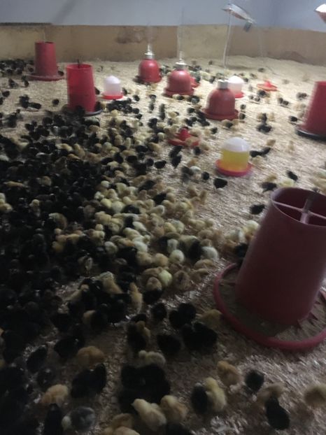 EB281360-C5F5-4E5D-81F4-C311DF458E4D - 2-Pui de gaina Kabir rosu gat golas si porumbac