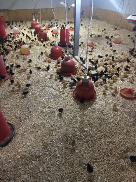 51DB7283-306E-4F6A-A08B-FE328FA2B9CF - 2-Pui de gaina Kabir rosu gat golas si porumbac