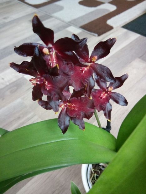 10.03.2018 - florile mele dragi