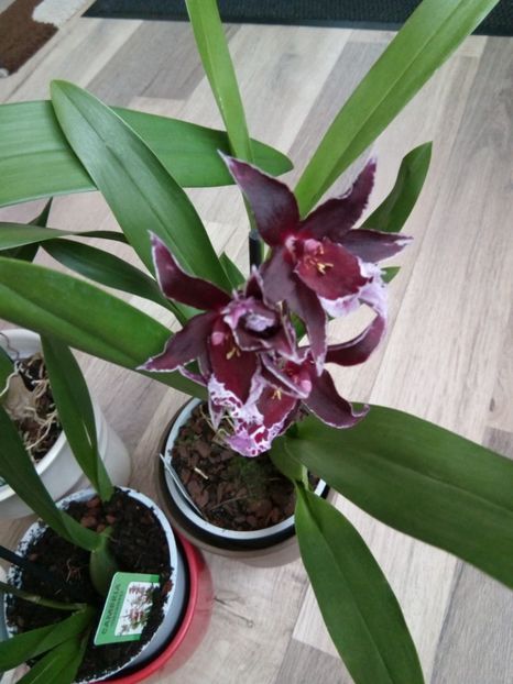 10.03.2018 - florile mele dragi