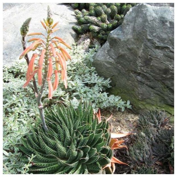 Aloe aristata - Aloe aristata