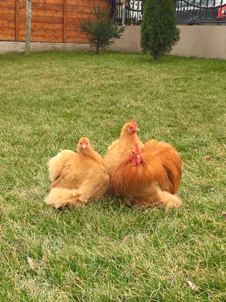 F404D8FB-CA68-46CE-A7CE-F8A2727F4778 - COCHIN PITIC GALBEN