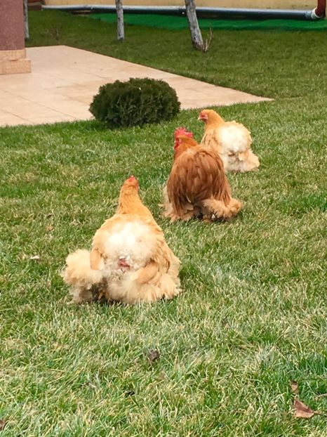 E561A5D0-7D1A-4939-8819-712453F7C80A - COCHIN PITIC GALBEN