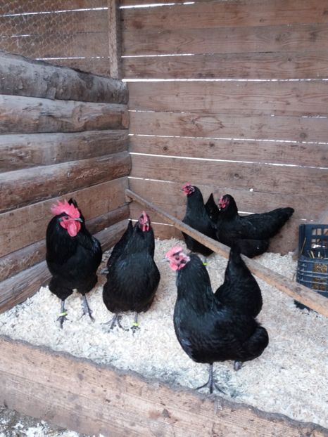 Fam 2 - GAINI AUSTRALORP