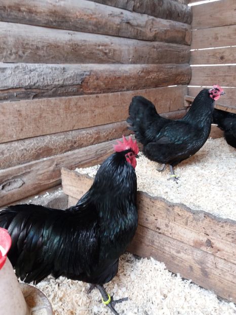 Fam 2 - GAINI AUSTRALORP