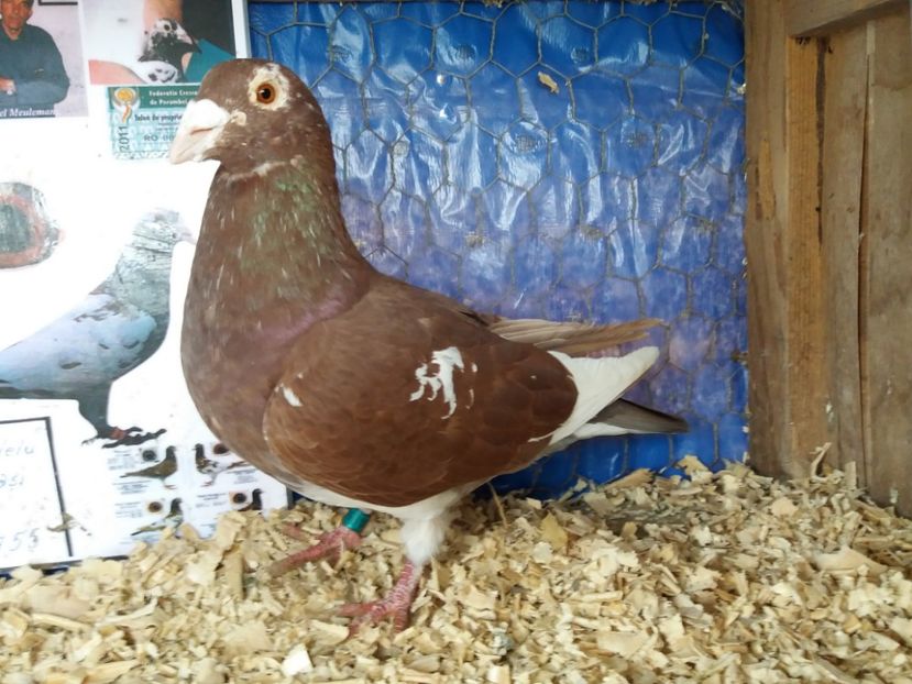 M-NL -2016. - Meulemans de vanzare