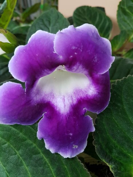  - gloxinia 2018