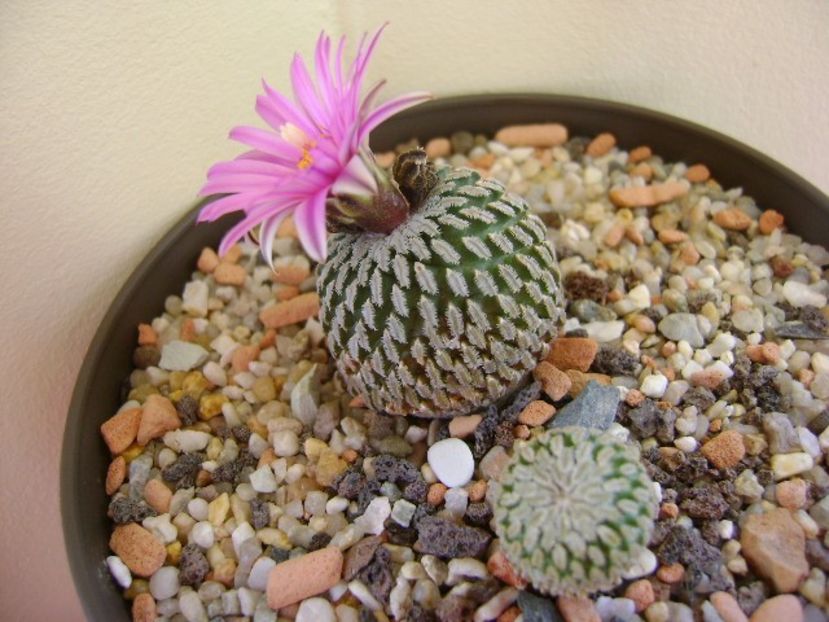 Turbinicarpus pseudopectinatus - Cactusi 2018