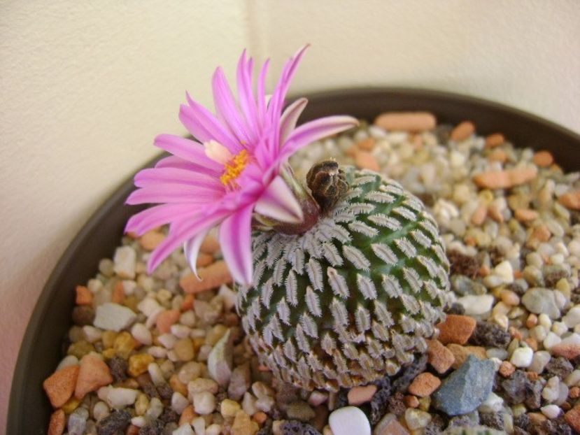 Turbinicarpus pseudopectinatus - Cactusi 2018