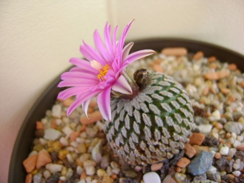 Turbinicarpus pseudopectinatus - Cactusi 2018