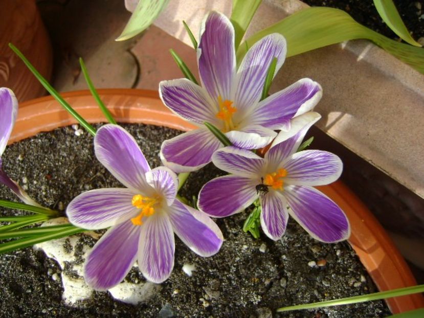 Lalele si crocusi - v Iarna 2016-2017-2018