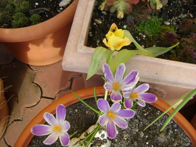 Lalele si crocusi - v Iarna 2016-2017-2018