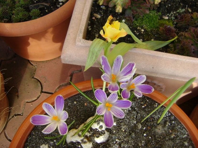 Lalele si crocusi - v Iarna 2016-2017-2018