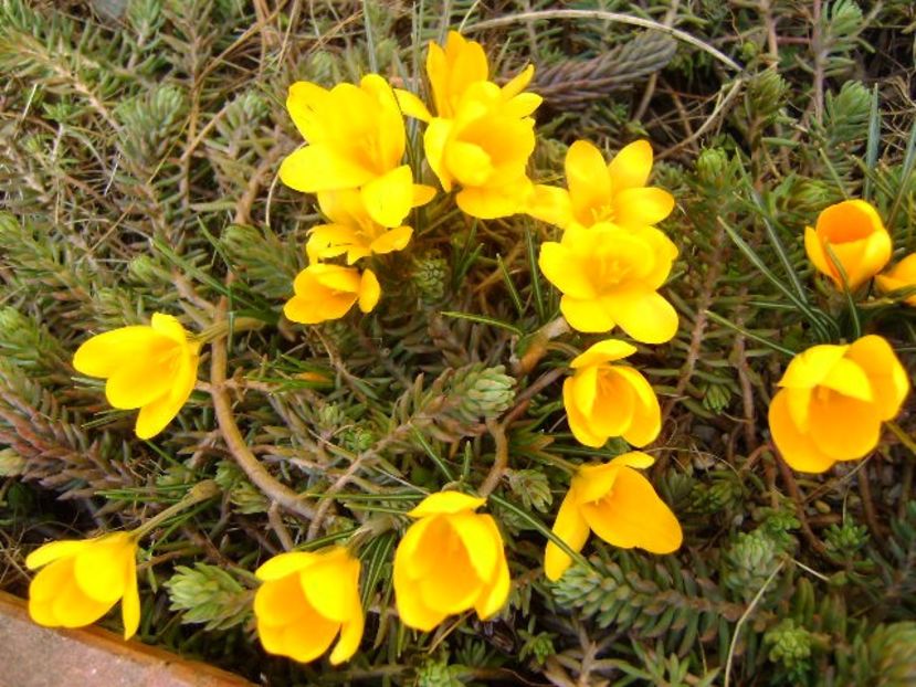 9 mart. 2018: Lalele si crocusi - Flori in plina iarna