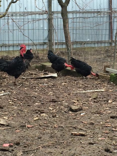  - Gât golaș de Transilvania