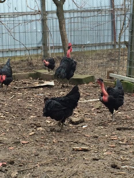  - Gât golaș de Transilvania