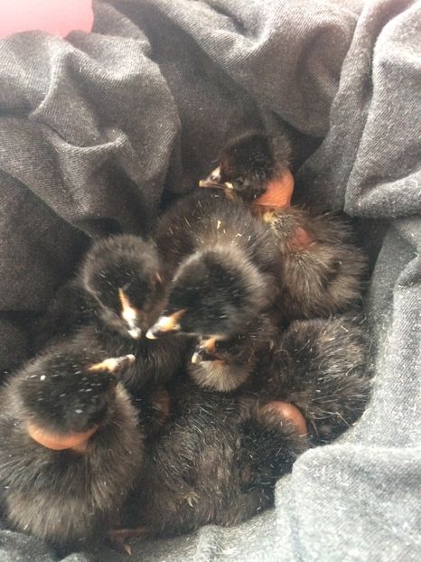  - Gât golaș de Transilvania