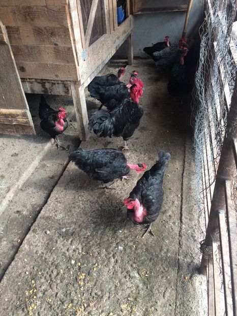  - Gât golaș de Transilvania