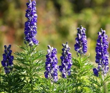 Aconitum-napellus - b Comenzi plante copaci 2018 2019