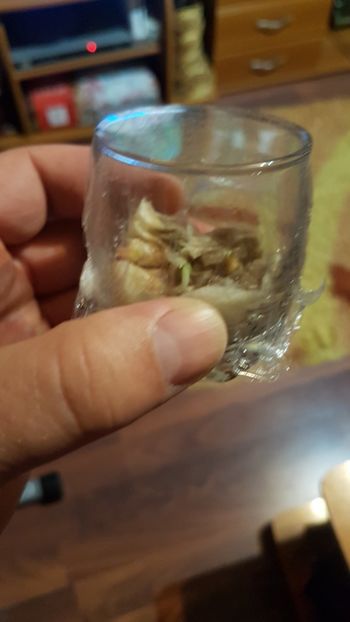 7 martie - 2018 Germinare lamai 2