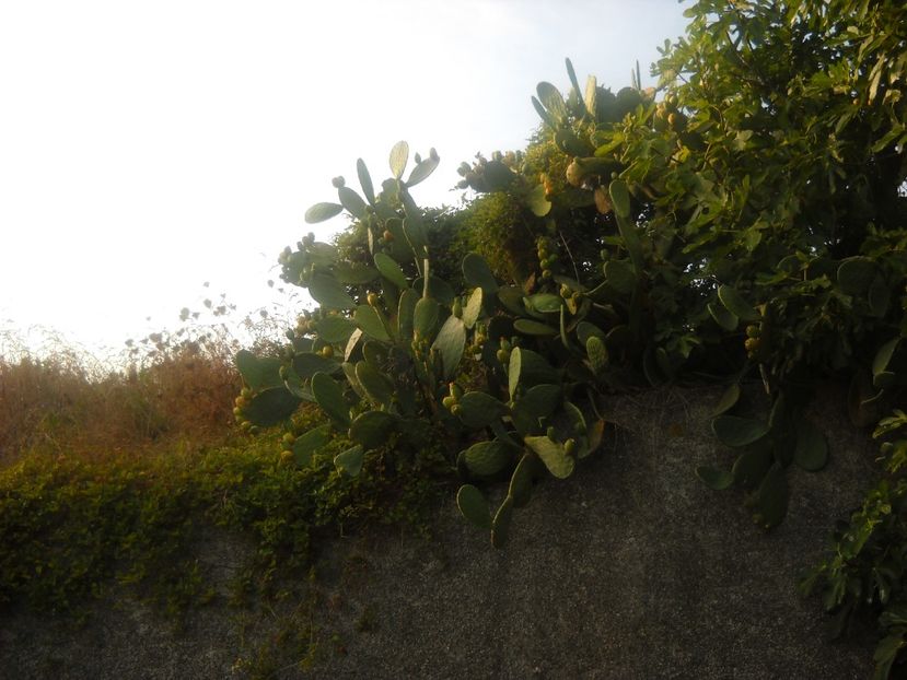  - 2009 VACANTA CINQEQ TERRE ITALIA