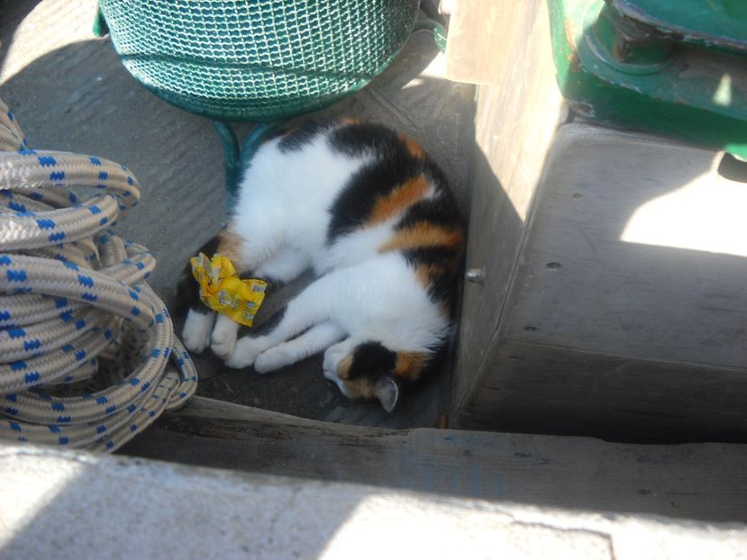  - 2009 VACANTA CINQEQ TERRE ITALIA