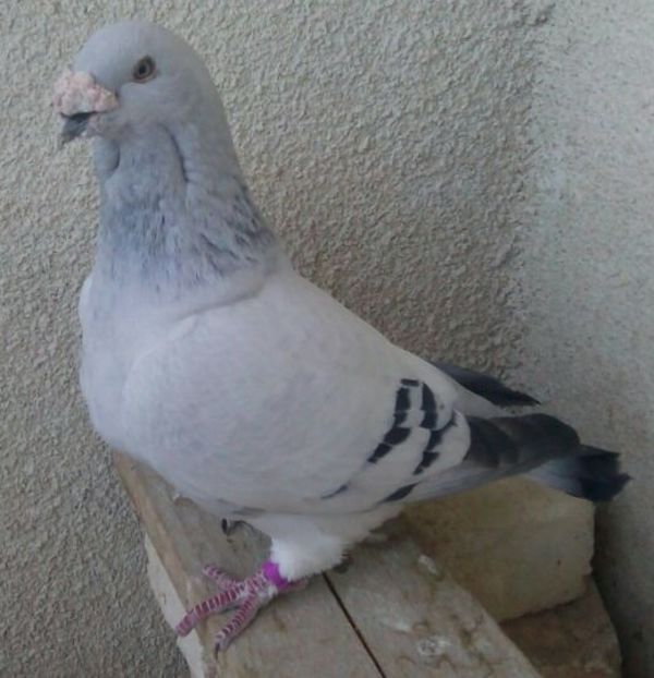 Mascul 2012-385 - Porumbei Standard