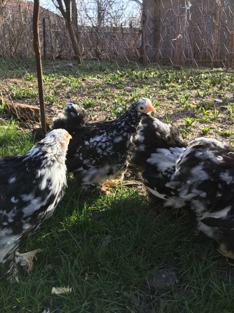 8666F0A2-E2BF-4637-9537-40A076BA8D04 - Pui 2018