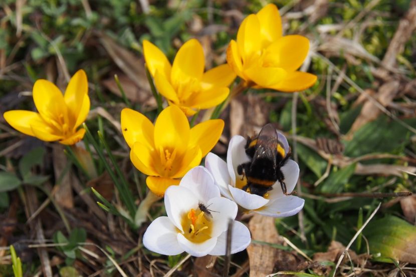 Si bondarii isi doresc sa se instaleze primavara - 1 Gradina mea