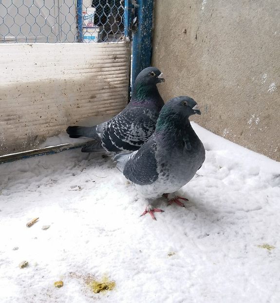  - VOIAJORI STANDARD MATCA