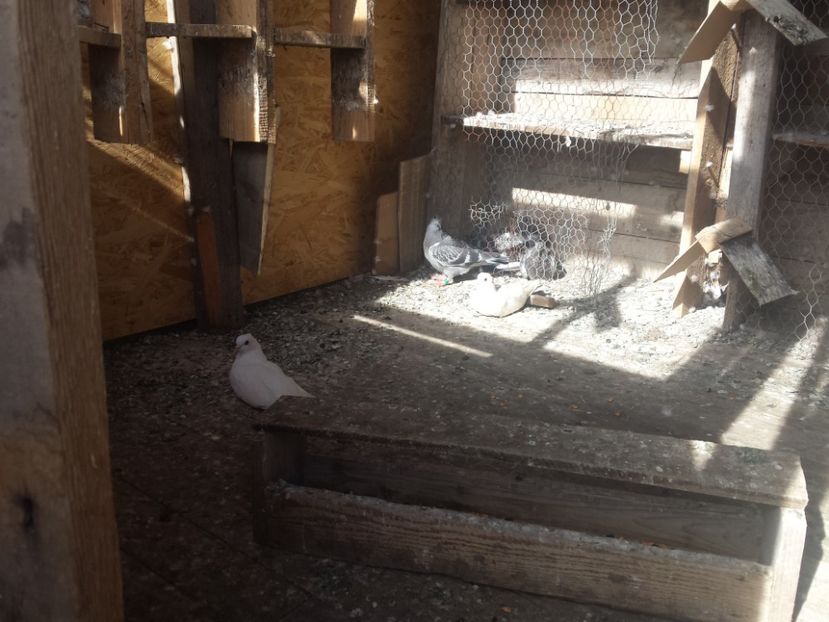  - ZBURATORI-DE-TÂRGOVIȘTE