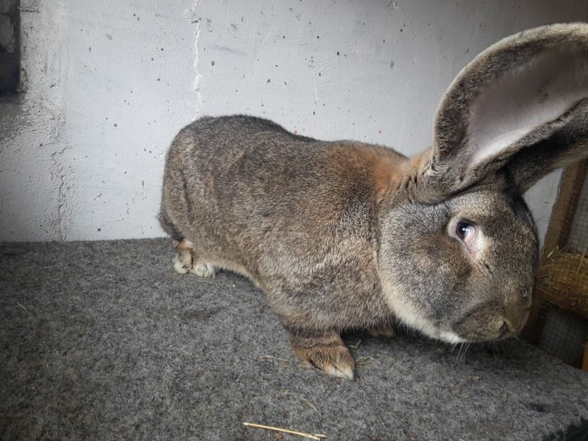 2 - 10.03.2018 - 3--- U_D RO 12 U_S 1741