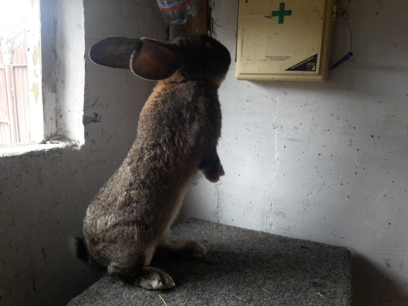 3 - 10.03.2018 - 3--- U_D RO 12 U_S 1741