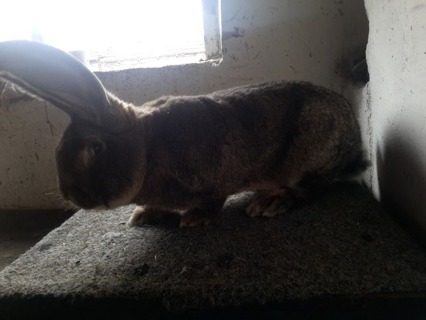 4 - 10.03.2018 - 3--- U_D RO 12 U_S 1741