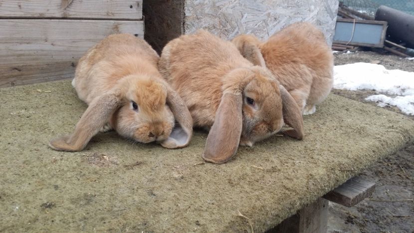 2 masc si 1 fem - cuib 12 decembrie 2017