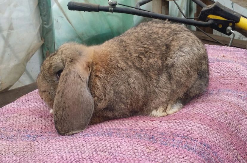 fem 3 luni - cuib 17 decembrie 2017