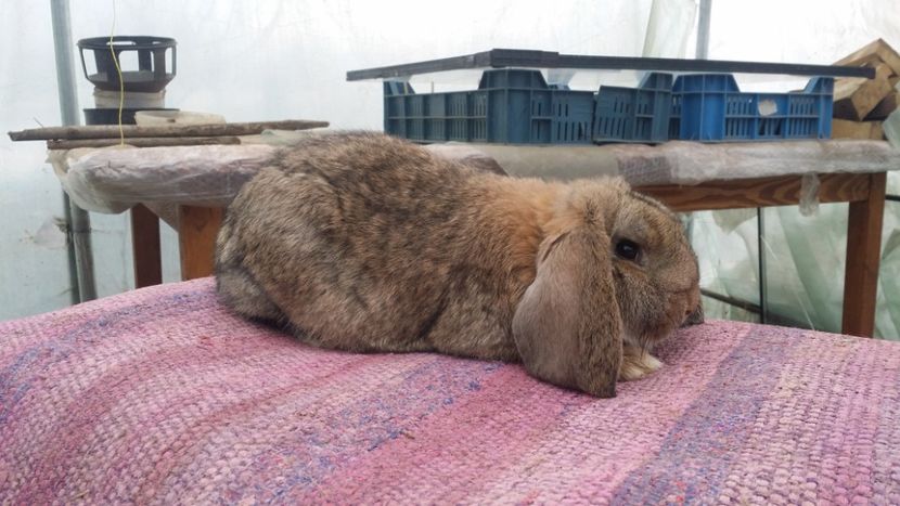 idem - cuib 17 decembrie 2017