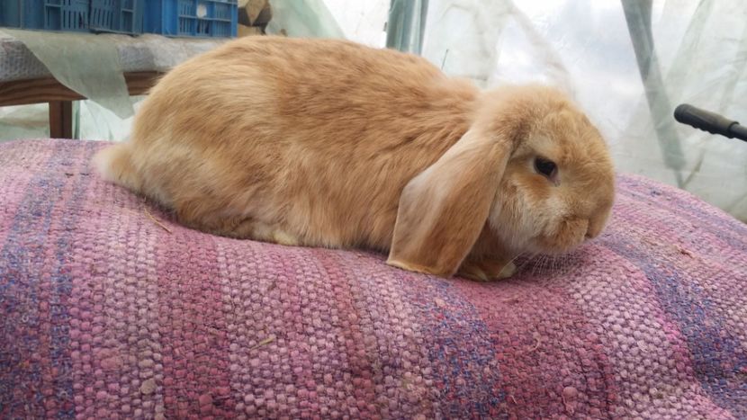  - cuib 17 decembrie 2017